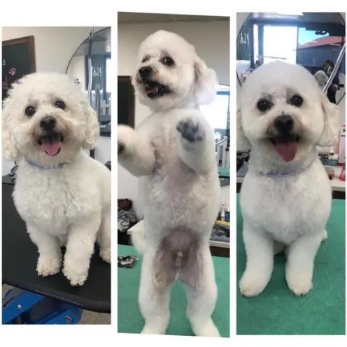 Three pictures of white dog